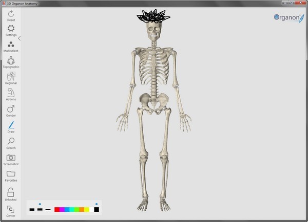 3D Organon Anatomy绿色版-3D Organon Anatomy(人体解剖软件)下载 v3.0.0免费版