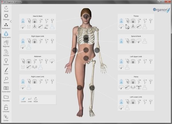 3D Organon Anatomy绿色版