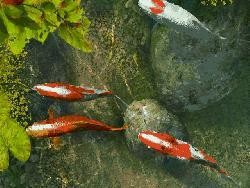 Koi Fish 3D Screensaver下载 1.0-screen.width-300
