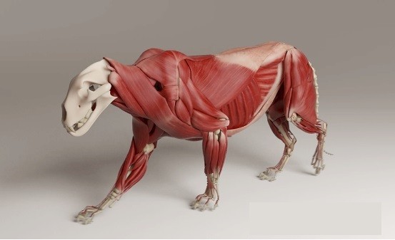 Ziva Dynamics Ziva VFX-Ziva Dynamics Ziva VFX(骨骼肌肉运动模拟插件)下载 v1.7官方版