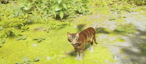 迷失呆萌棕色虎斑猫MOD下载