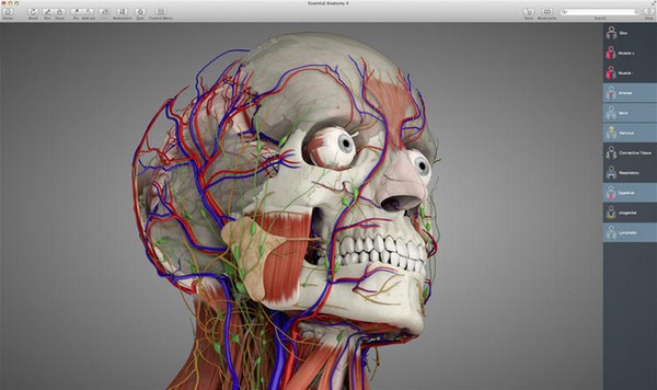 基本解剖Mac版-Essential Anatomy 4 for mac下载 V5.0.5