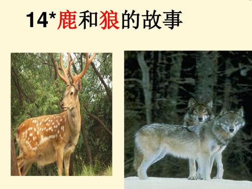 鹿和狼的故事ppt课件免费