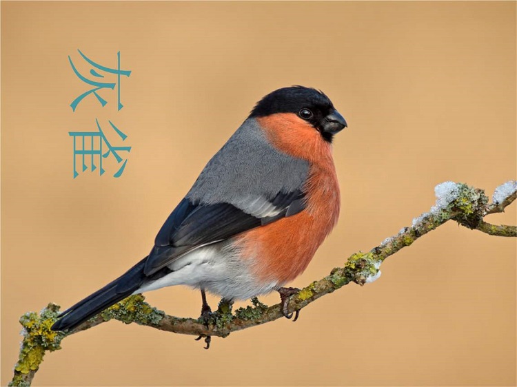 灰雀ppt课件下载-灰雀教案人教版