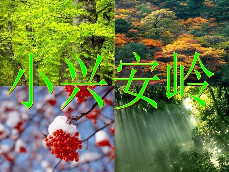 美丽的小兴安岭ppt课件免费下载-美丽的小兴安岭课文教案