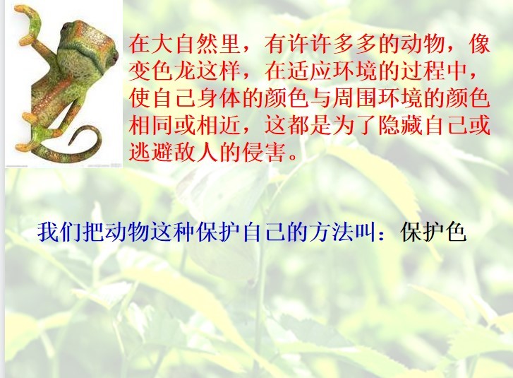 变色龙ppt模板免费下载-变色龙ppt课件优秀免费版